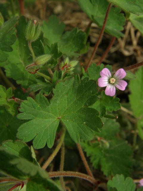 Kakost okrouhlolistý (Geranium rotundifolium L.)