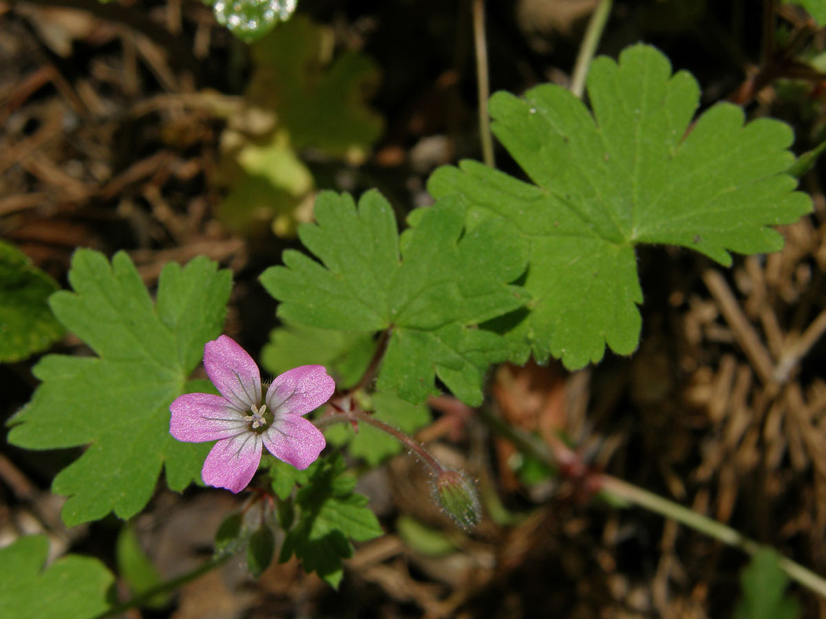 Kakost okrouhlolistý (Geranium rotundifolium L.)