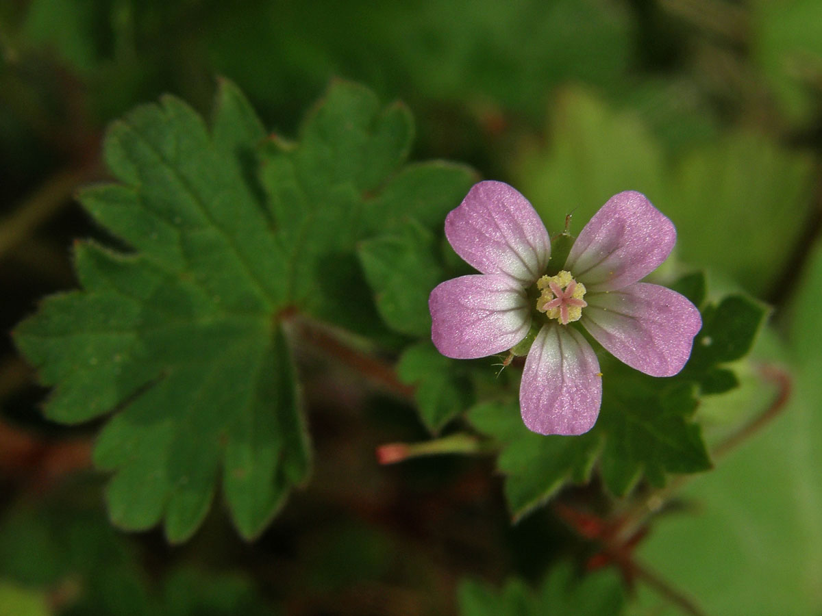 Kakost okrouhlolistý (Geranium rotundifolium L.)