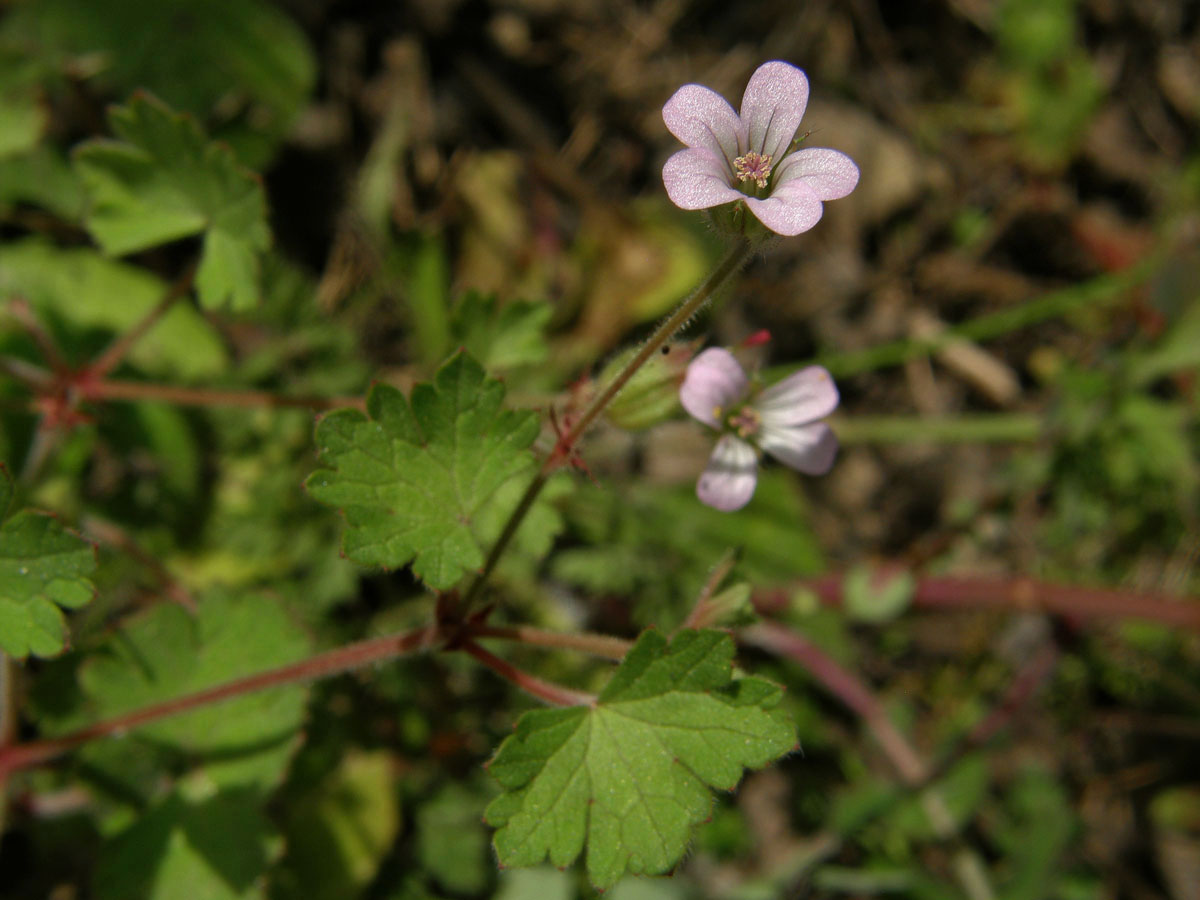 Kakost okrouhlolistý (Geranium rotundifolium L.)