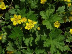 Mochnička kuklíkovitá (Waldsteinia geoides Willd.)