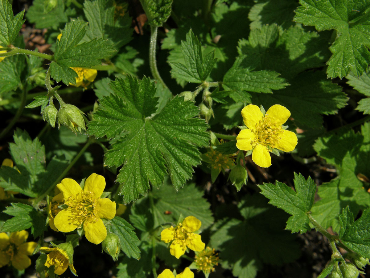 Mochnička kuklíkovitá (Waldsteinia geoides Willd.)