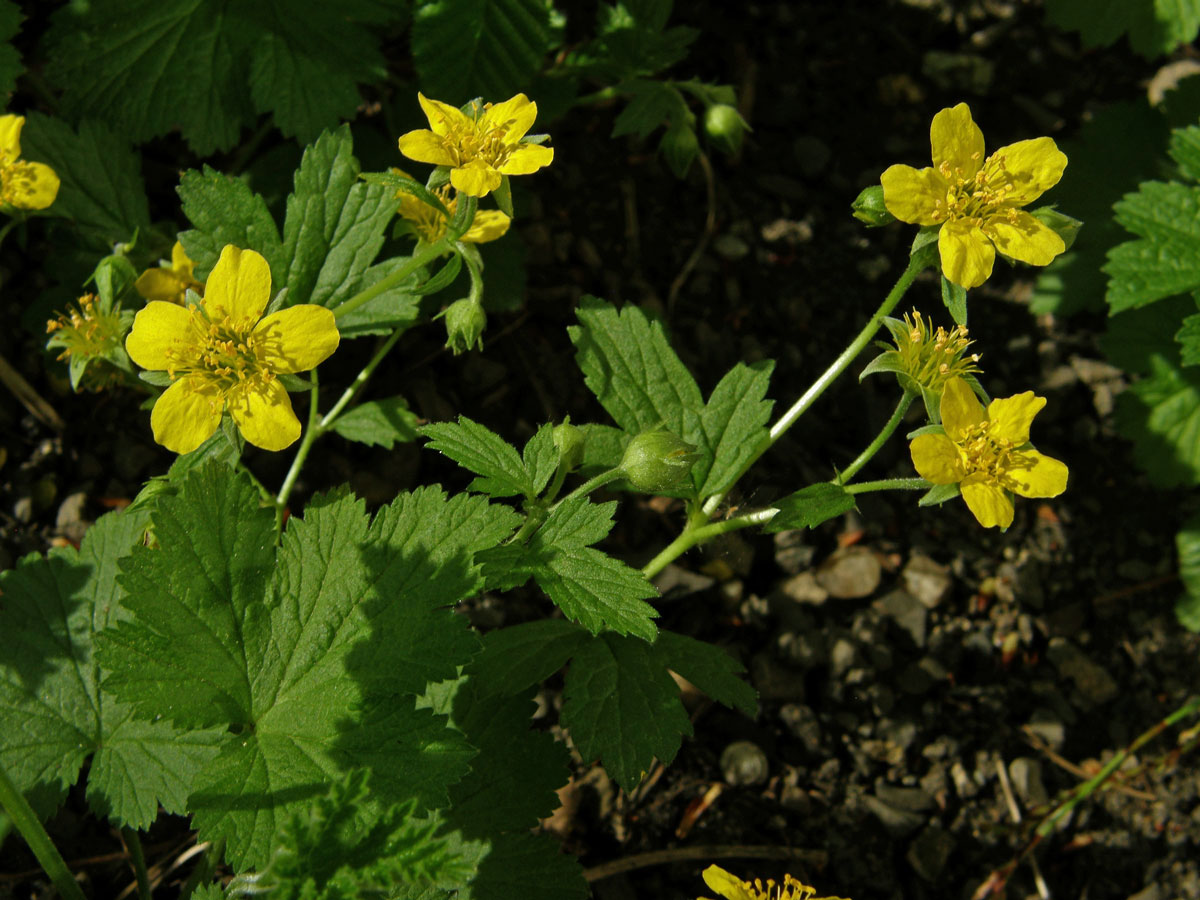 Mochnička kuklíkovitá (Waldsteinia geoides Willd.)