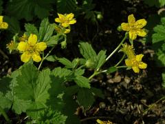 Mochnička kuklíkovitá (Waldsteinia geoides Willd.)