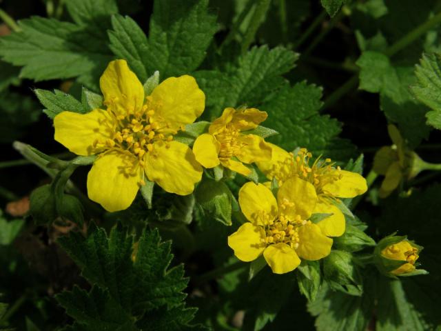 Mochnička kuklíkovitá (Waldsteinia geoides Willd.)