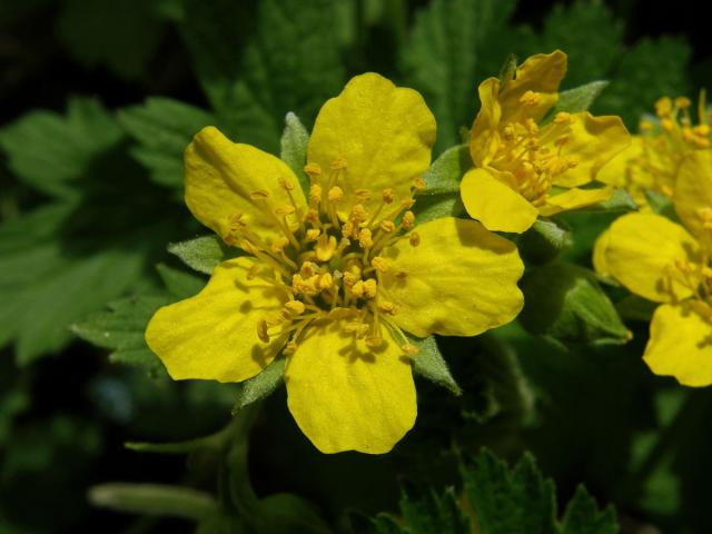 Mochnička kuklíkovitá (Waldsteinia geoides Willd.)