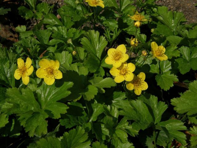 Mochnička trojlistá (Waldsteinia trifolia W.D.J. Koch)