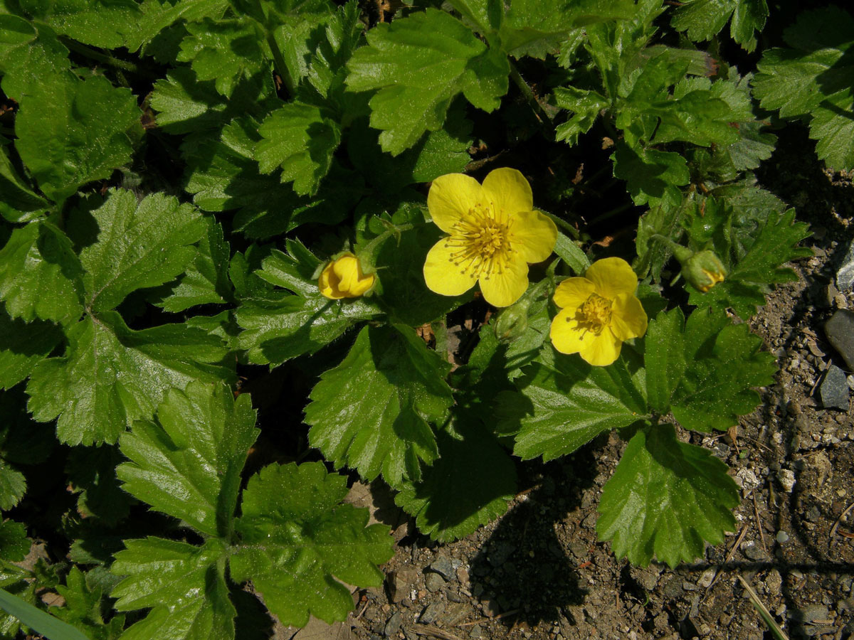 Mochnička trojlistá (Waldsteinia trifolia W.D.J. Koch)