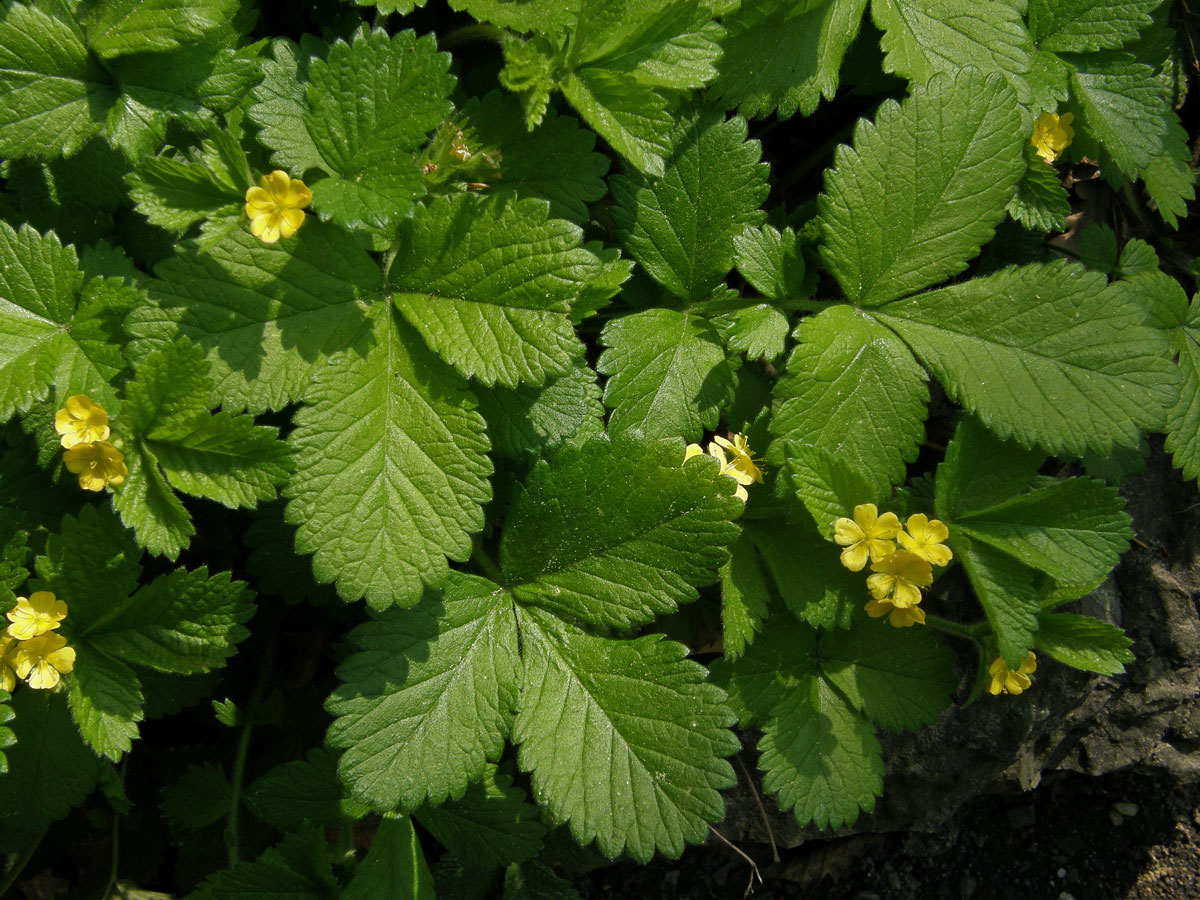 Řepíček řepíkovitý (Aremonia agrimonoides (L.) DC.)