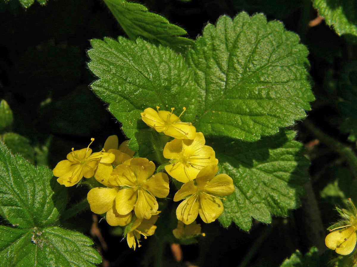 Řepíček řepíkovitý (Aremonia agrimonoides (L.) DC.)