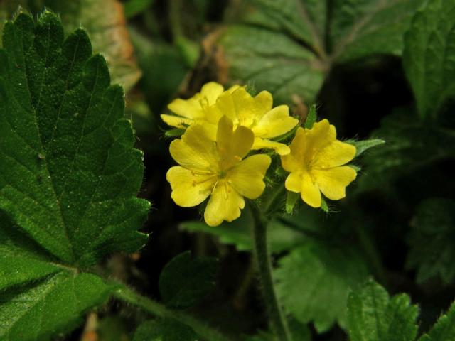 Řepíček řepíkovitý (Aremonia agrimonoides (L.) DC.)