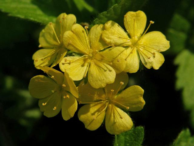 Řepíček řepíkovitý (Aremonia agrimonoides (L.) DC.)