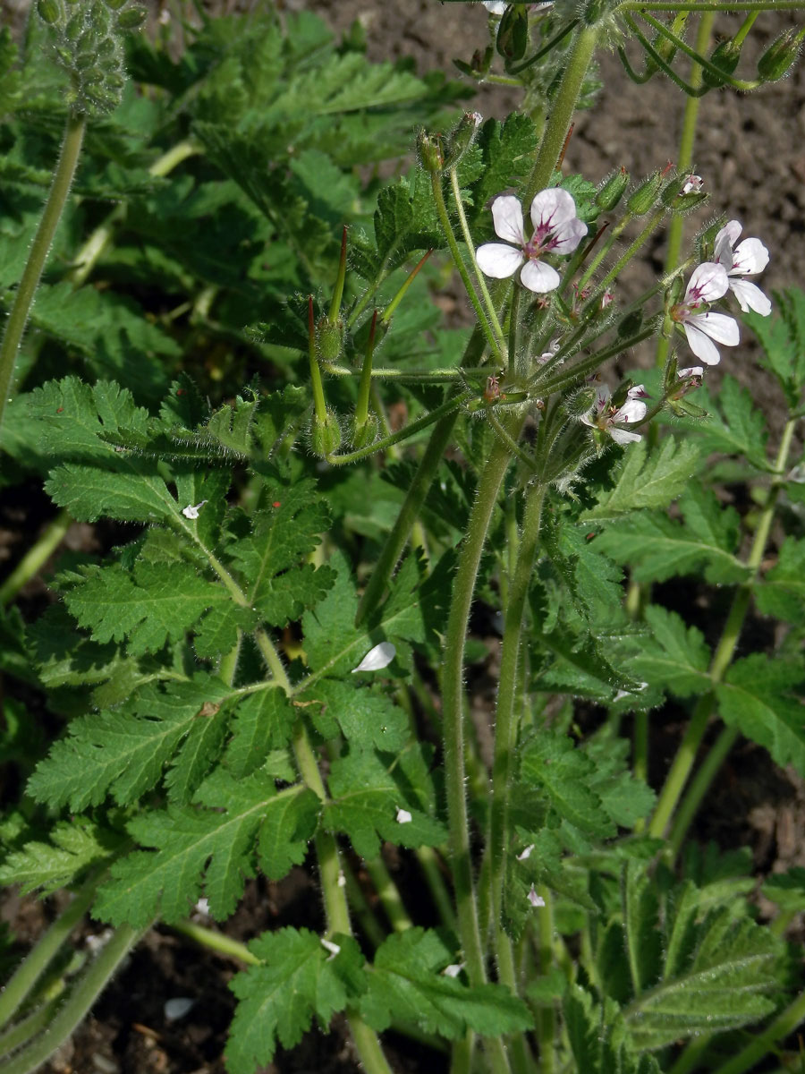 Pumpava (Erodium tordylioides (Desf.) L'Hér.)