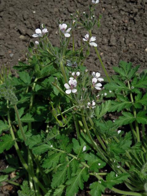 Pumpava (Erodium tordylioides (Desf.) L'Hér.)