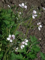 Pumpava (Erodium tordylioides (Desf.) L'Hér.)