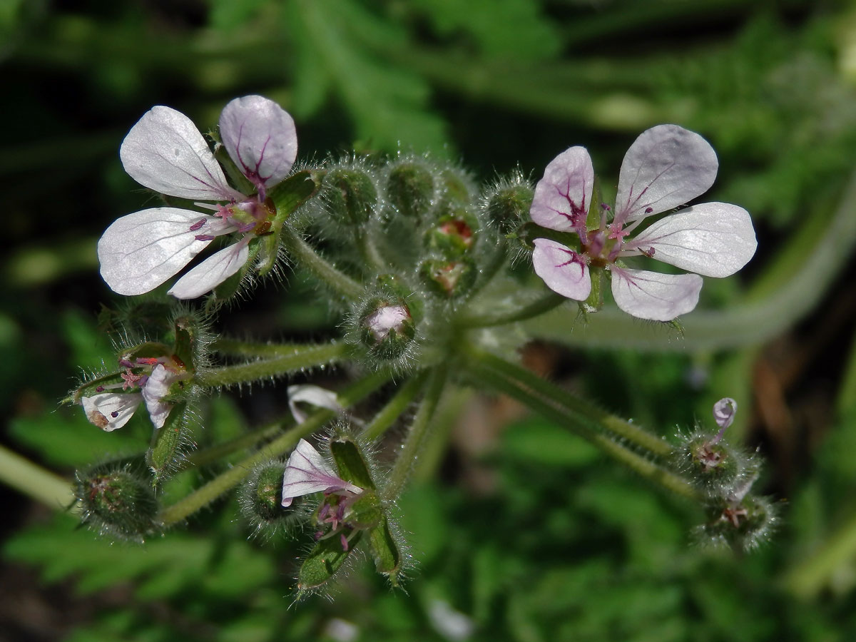 Pumpava (Erodium tordylioides (Desf.) L'Hér.)