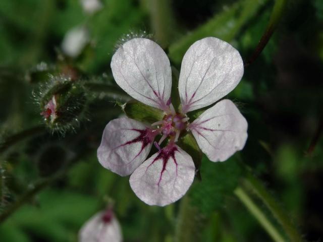 Pumpava (Erodium tordylioides (Desf.) L'Hér.)