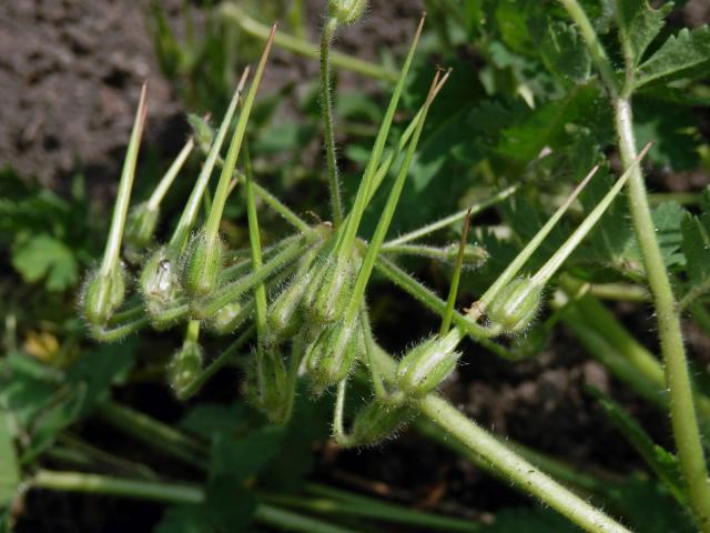 Pumpava (Erodium tordylioides (Desf.) L'Hér.)