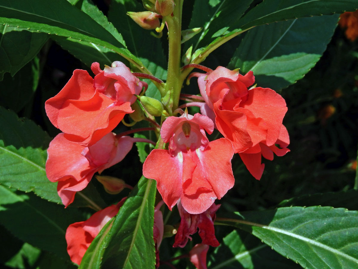 Netýkavka balzamina (Impatiens balsamina L.)