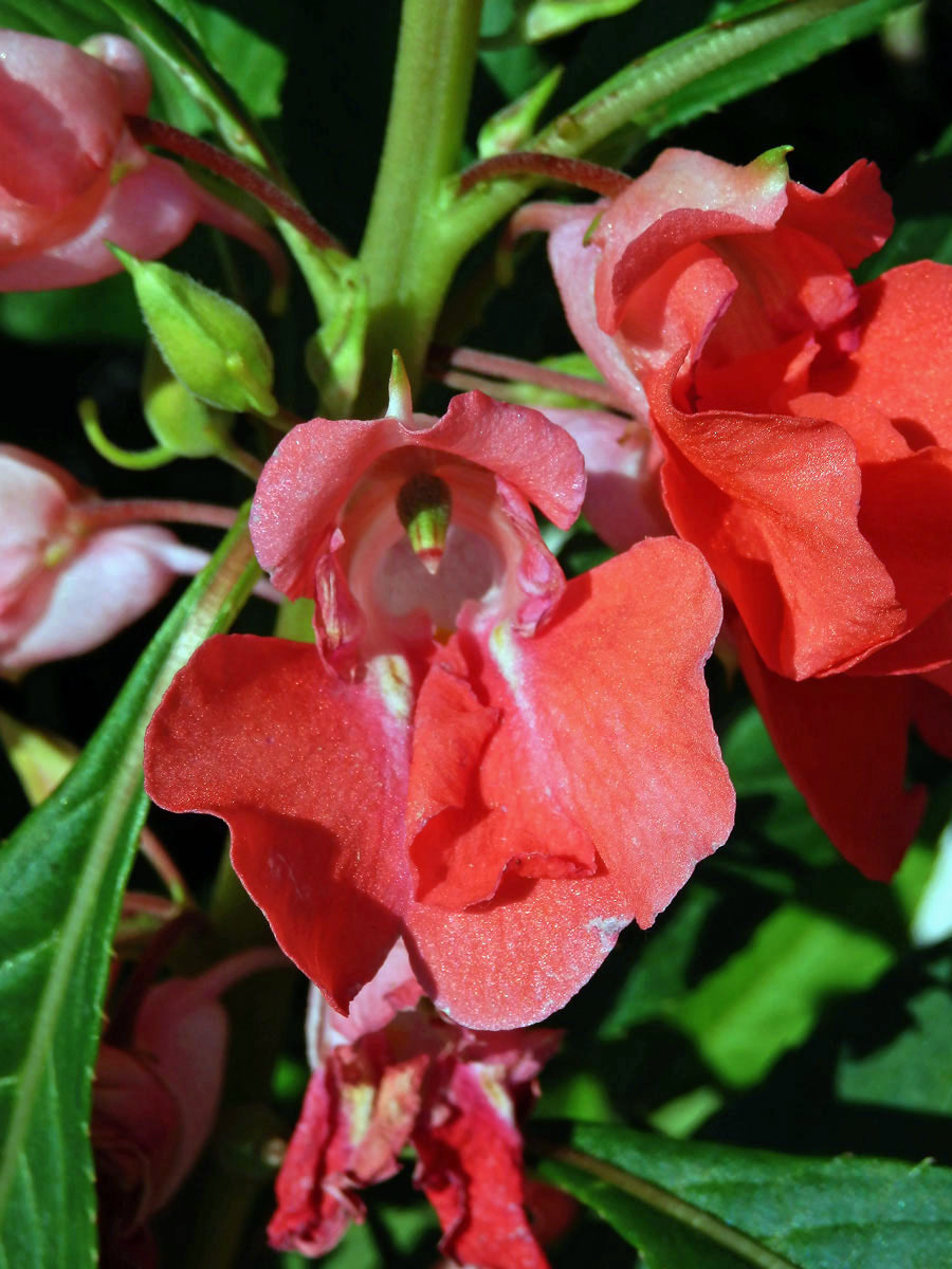 Netýkavka balzamina (Impatiens balsamina L.)