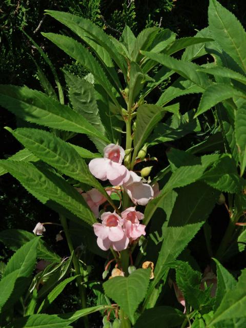 Netýkavka balzamina (Impatiens balsamina L.)