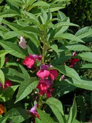 Netýkavka balzamina (Impatiens balsamina L.)