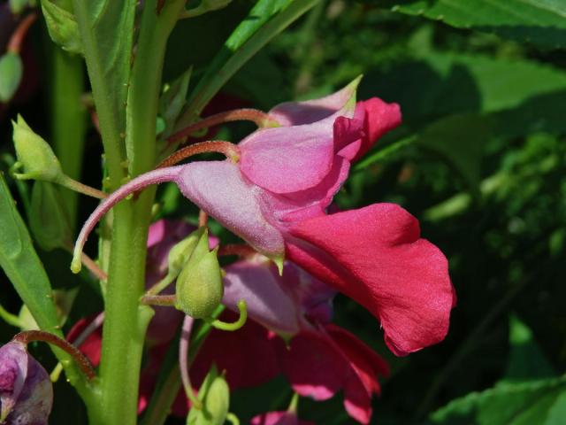 Netýkavka balzamina (Impatiens balsamina L.)