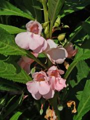 Netýkavka balzamina (Impatiens balsamina L.)