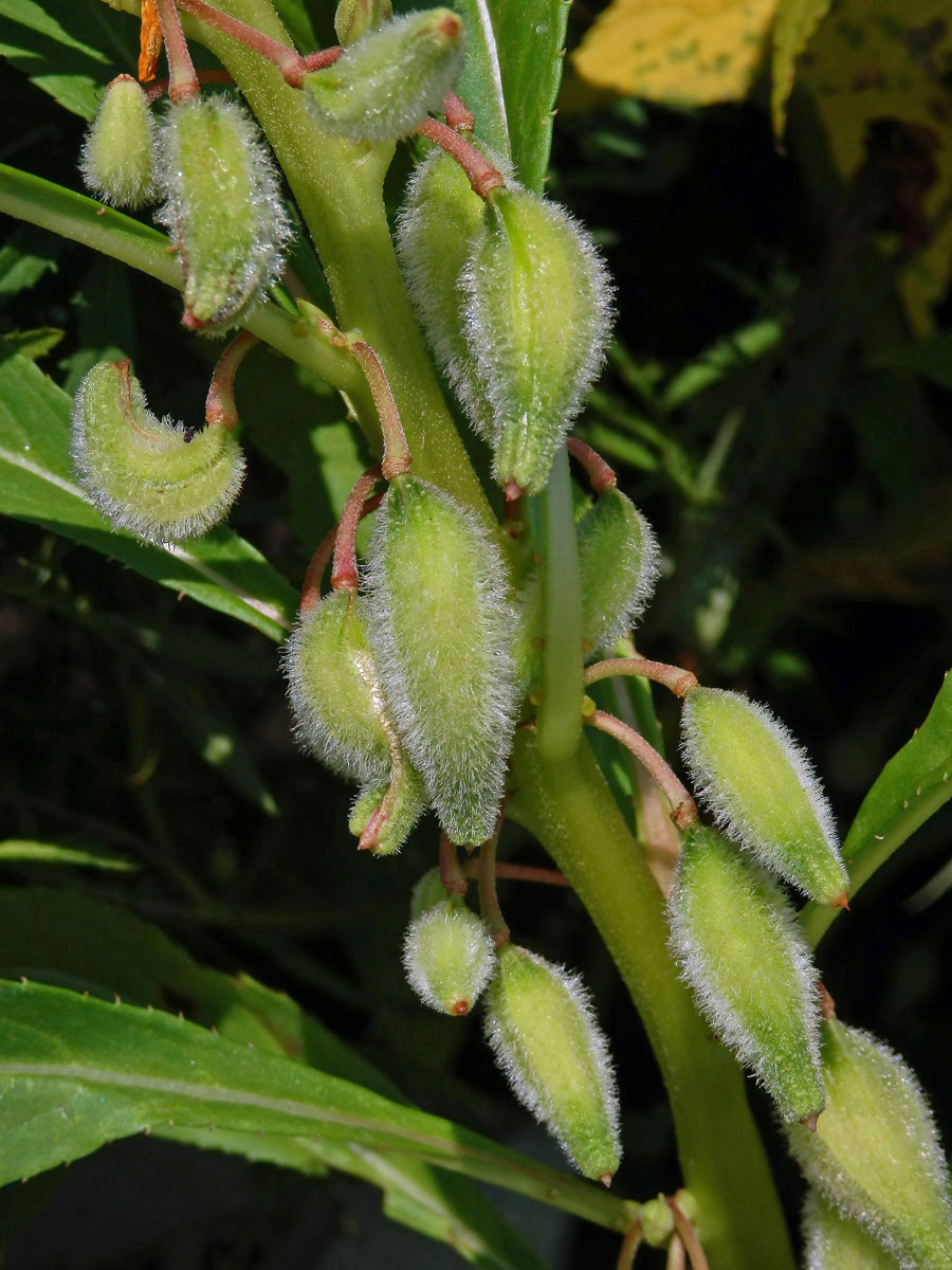 Netýkavka balzamina (Impatiens balsamina L.)