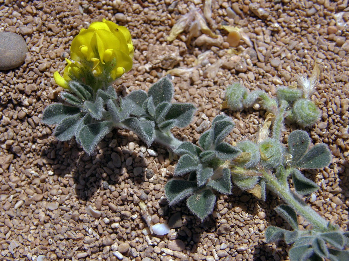 Tolice přímořská (Medicago marina L.)