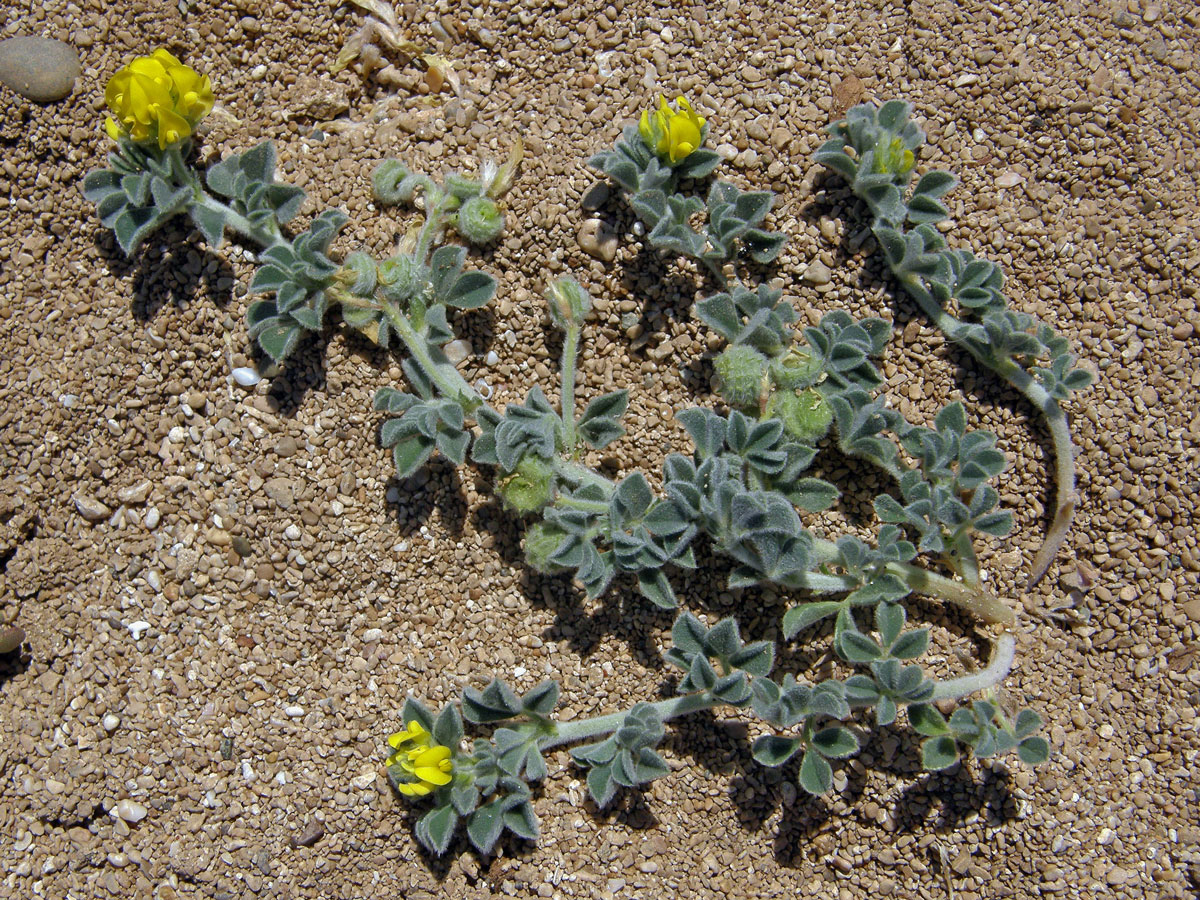 Tolice přímořská (Medicago marina L.)