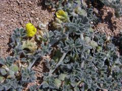 Tolice přímořská (Medicago marina L.)