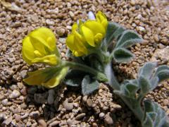 Tolice přímořská (Medicago marina L.)