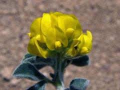 Tolice přímořská (Medicago marina L.)