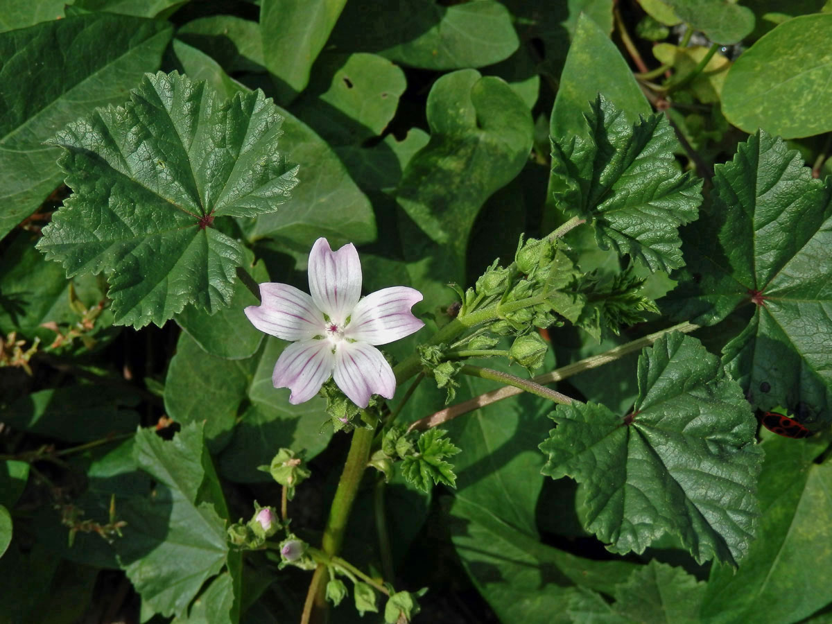 Sléz přehlížený (Malva neglecta Waltr.)