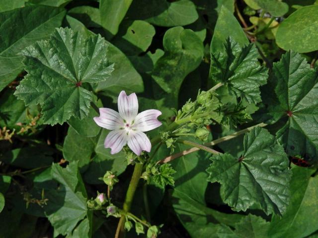 Sléz přehlížený (Malva neglecta Waltr.)