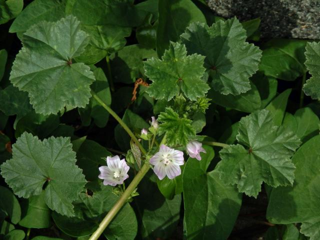 Sléz přehlížený (Malva neglecta Waltr.)