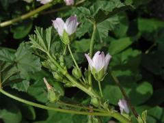 Sléz přehlížený (Malva neglecta Waltr.)