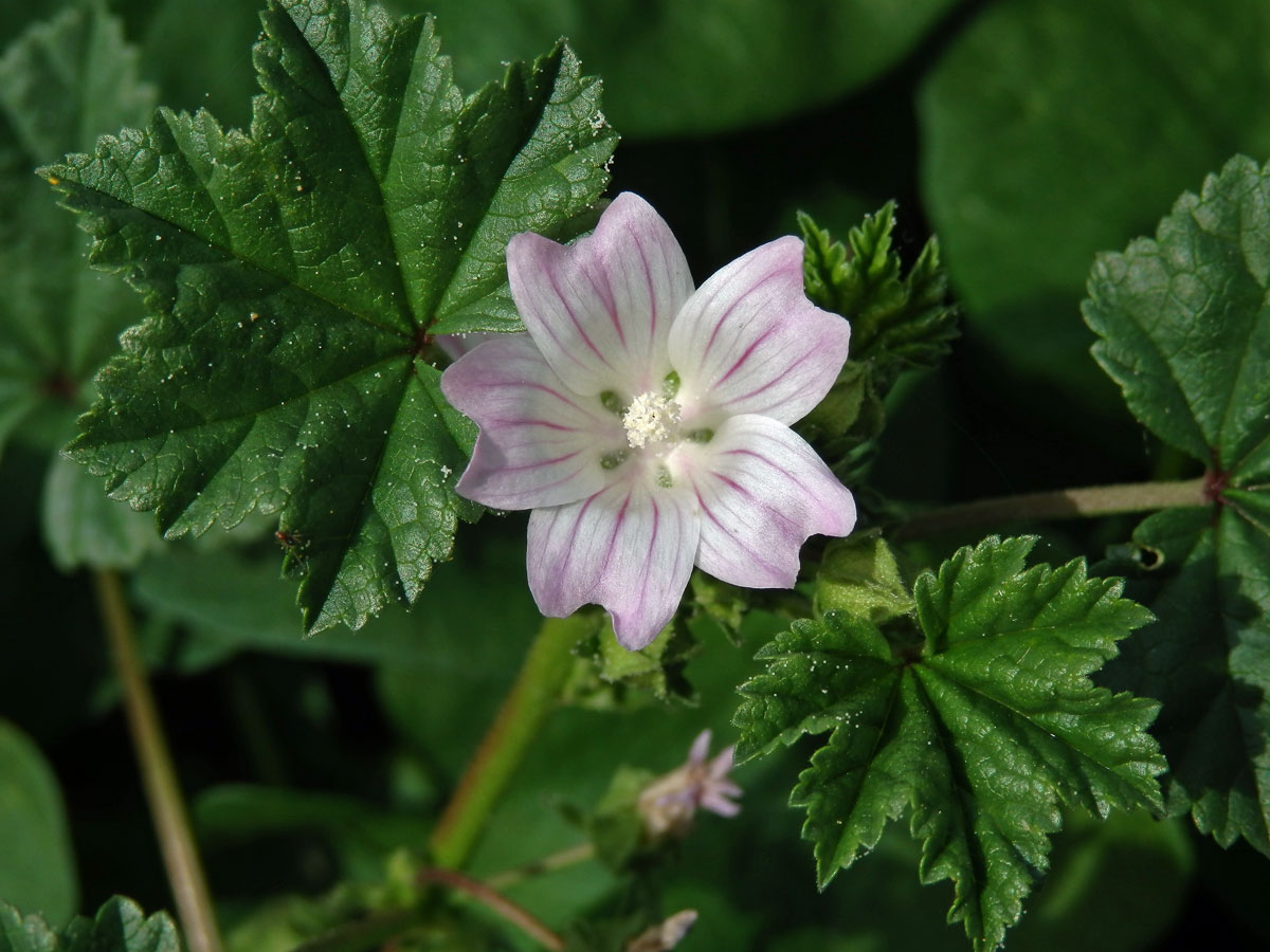 Sléz přehlížený (Malva neglecta Waltr.)