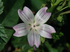 Sléz přehlížený (Malva neglecta Waltr.)