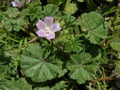 Sléz přehlížený (Malva neglecta Waltr.)