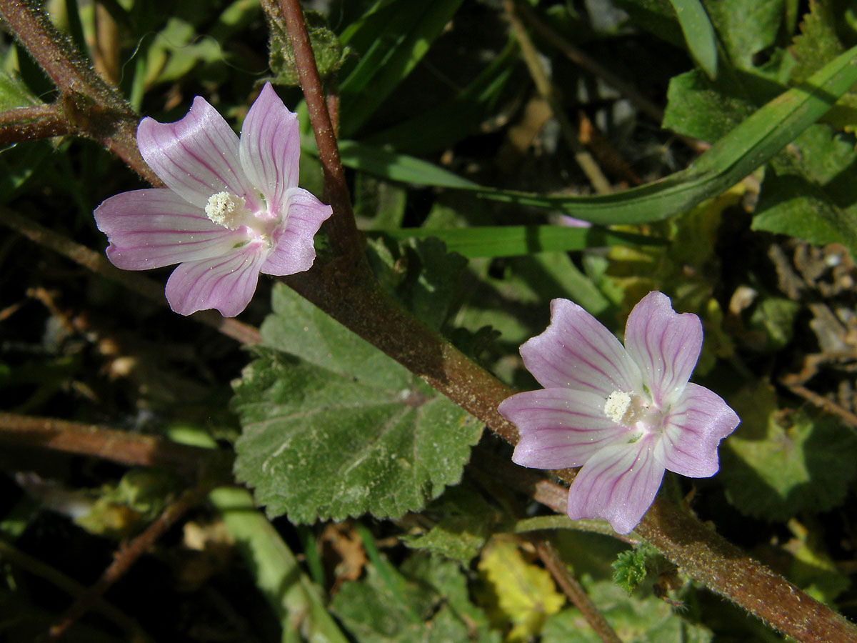 Sléz přehlížený (Malva neglecta Waltr.)