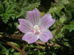 Sléz přehlížený (Malva neglecta Waltr.)