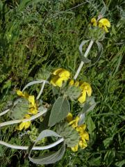 Sápa křovitá (Phlomis fruticosa L.)