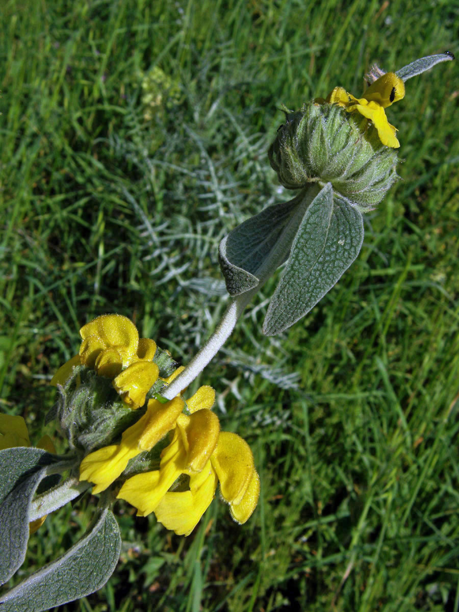 Sápa křovitá (Phlomis fruticosa L.)