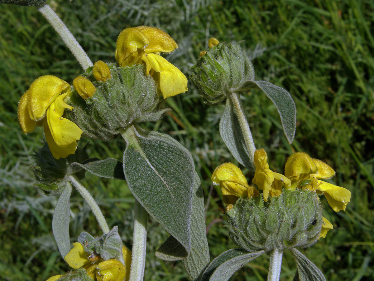 Sápa křovitá (Phlomis fruticosa L.)