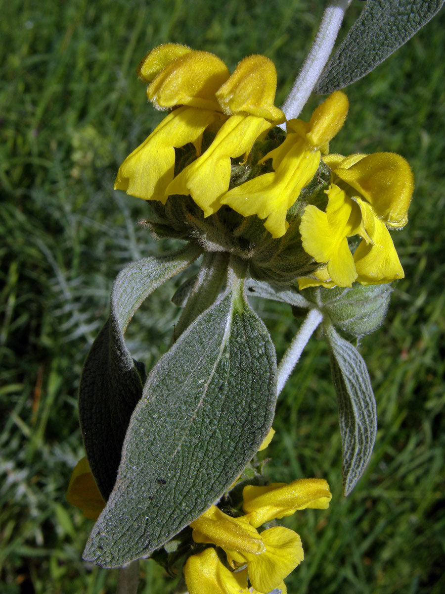 Sápa křovitá (Phlomis fruticosa L.)