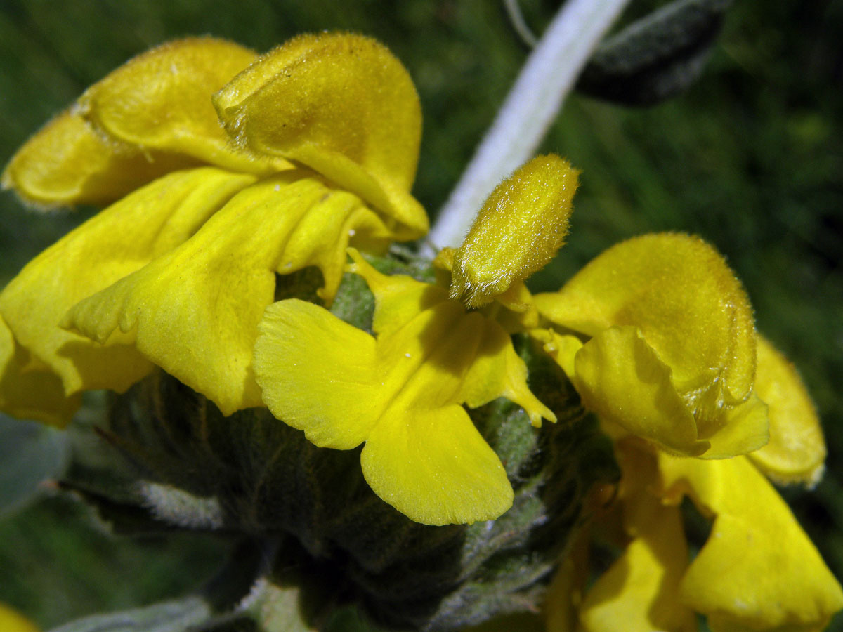 Sápa křovitá (Phlomis fruticosa L.)