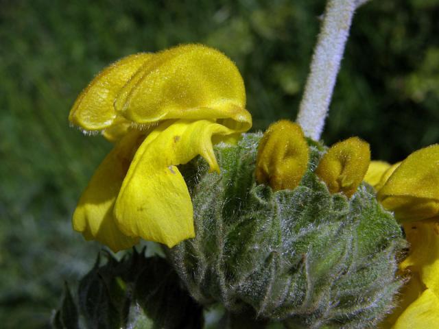 Sápa křovitá (Phlomis fruticosa L.)