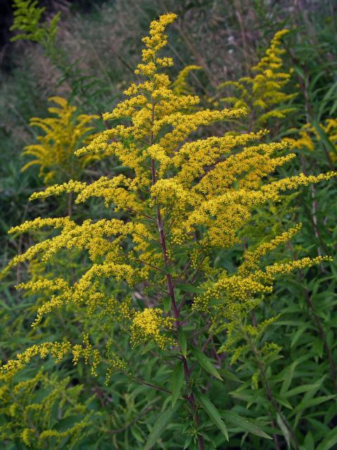 Zlatobýl obrovský (Solidago gigantea Ait.)